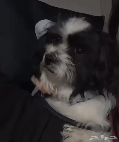 كلب للبيع index