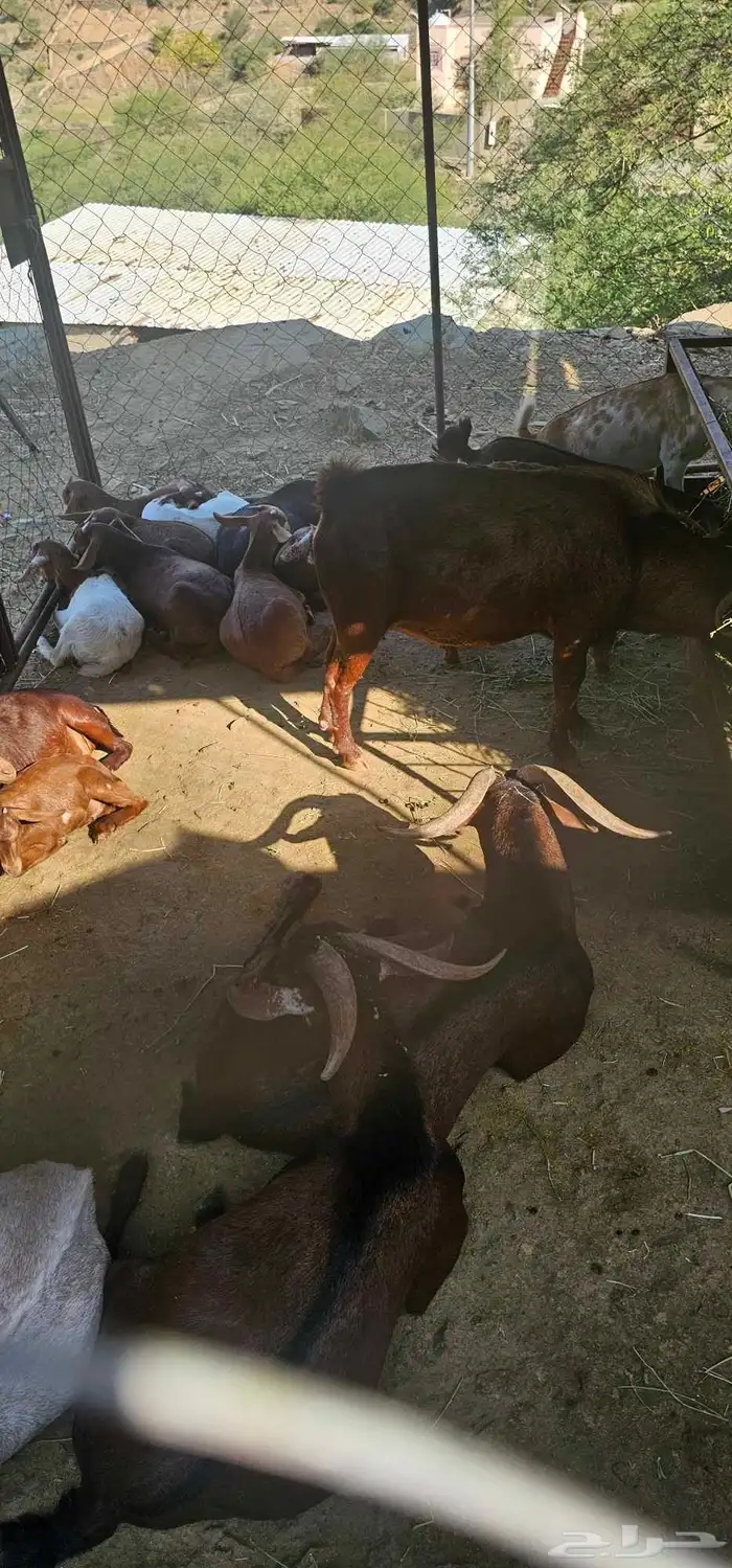 جذعان مشروط فحول تحت السوم نادرة بلدي 1