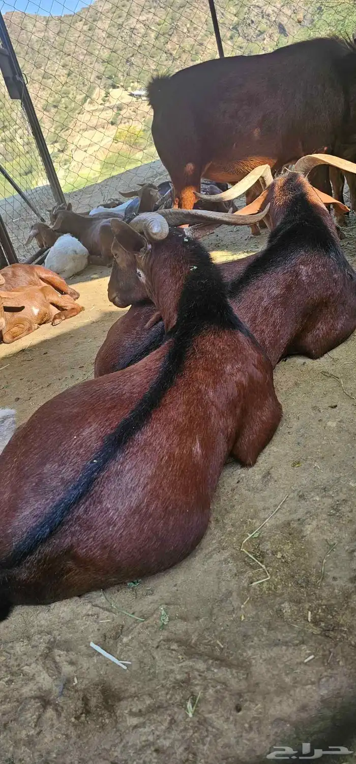 جذعان مشروط فحول تحت السوم نادرة بلدي 0