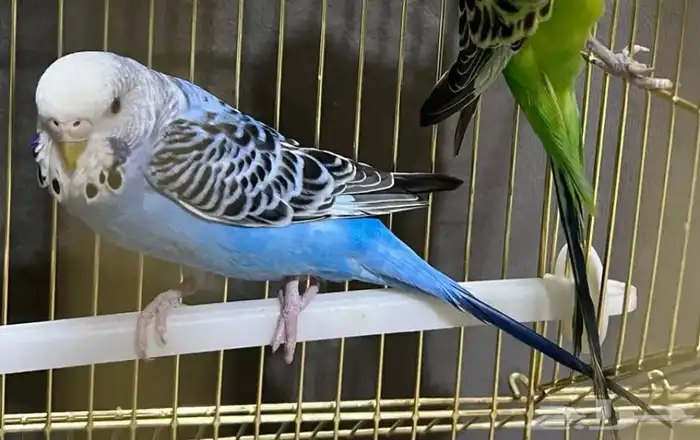 زوج طيور بادجي 0