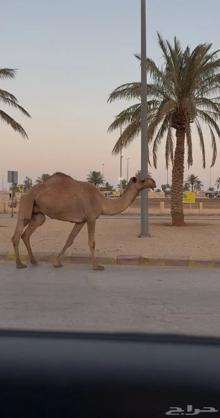 ناقه ضريبه 0