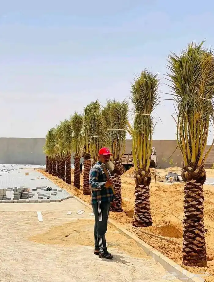 ابو علي لتوريد انخيل 8