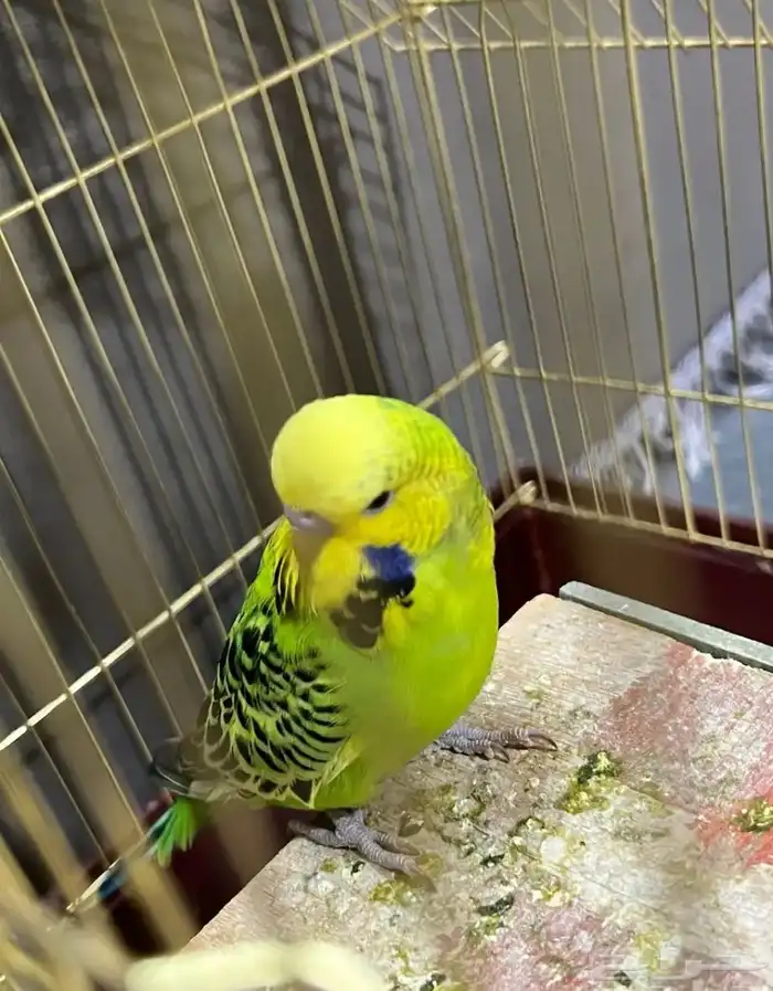 زوج طيور بادجي 1