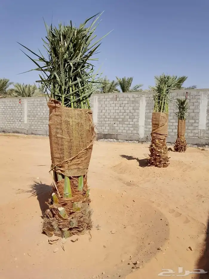 توريد وزراعة النخل الواشنطونيا ونخل العربي فسايل وتركيب شبوك 5