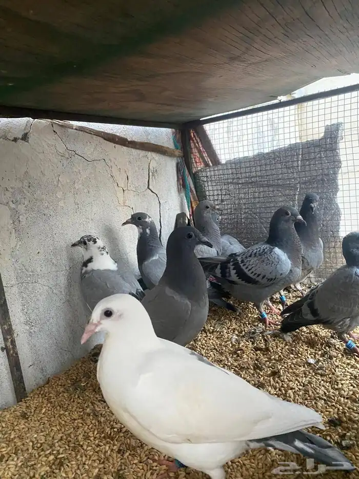 طبات زواجل للبيع11فرخ . فروخ زواجل سباق لايجي الا الصامل 4