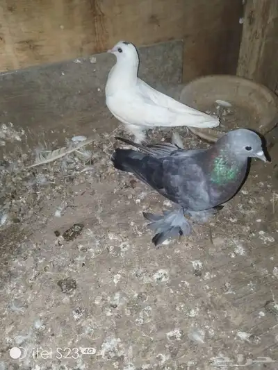 لبيع ثلاثه زواج حمام زوج صنعاني وزوج هزازي وزوج جوا index