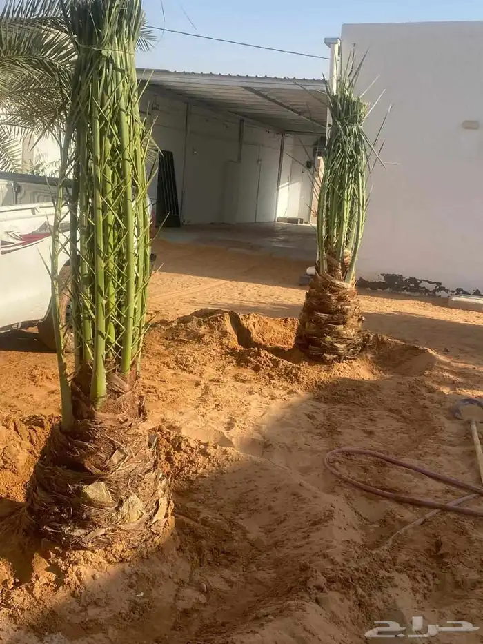 الدمام جده مكه الطايف الدوادمي المزحميه الشرقية عفيف ضلم تب 0