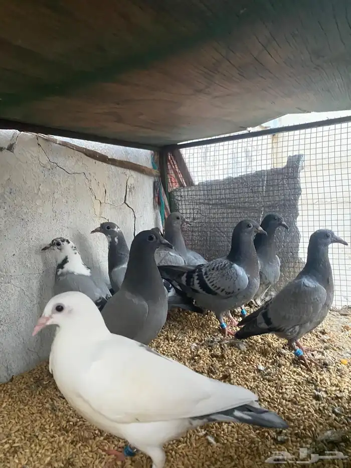 طبات زواجل للبيع11فرخ . فروخ زواجل سباق لايجي الا الصامل 1