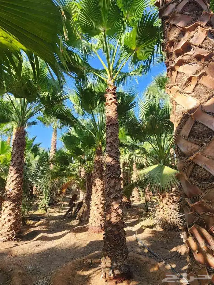 نخل وشنطني وعربي وبرحي وسكري بلدي 0