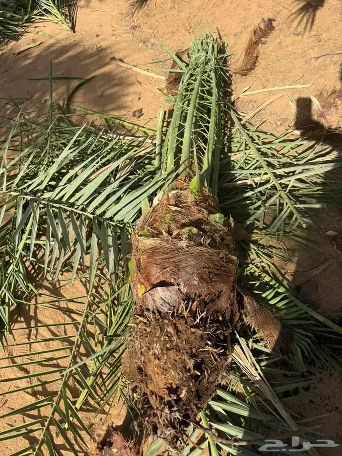 لتوريج جميع انواع انخل 1