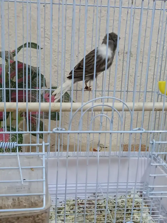 تم البيع الله يبارك للشاري ذكر كناري سوري كرست 3