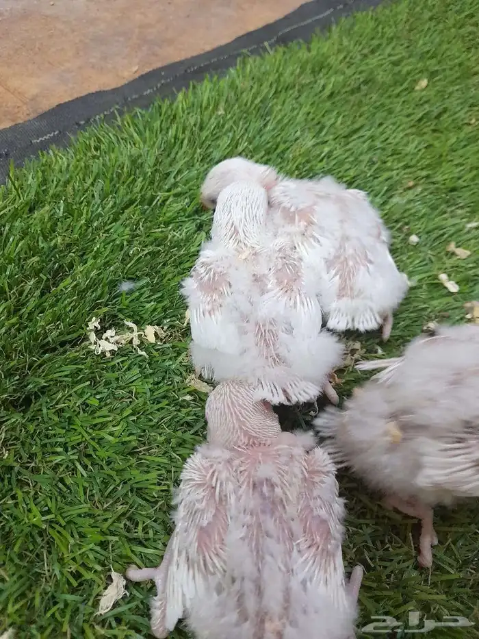 روز فروخ روز البينو غر(تم البيع) 6