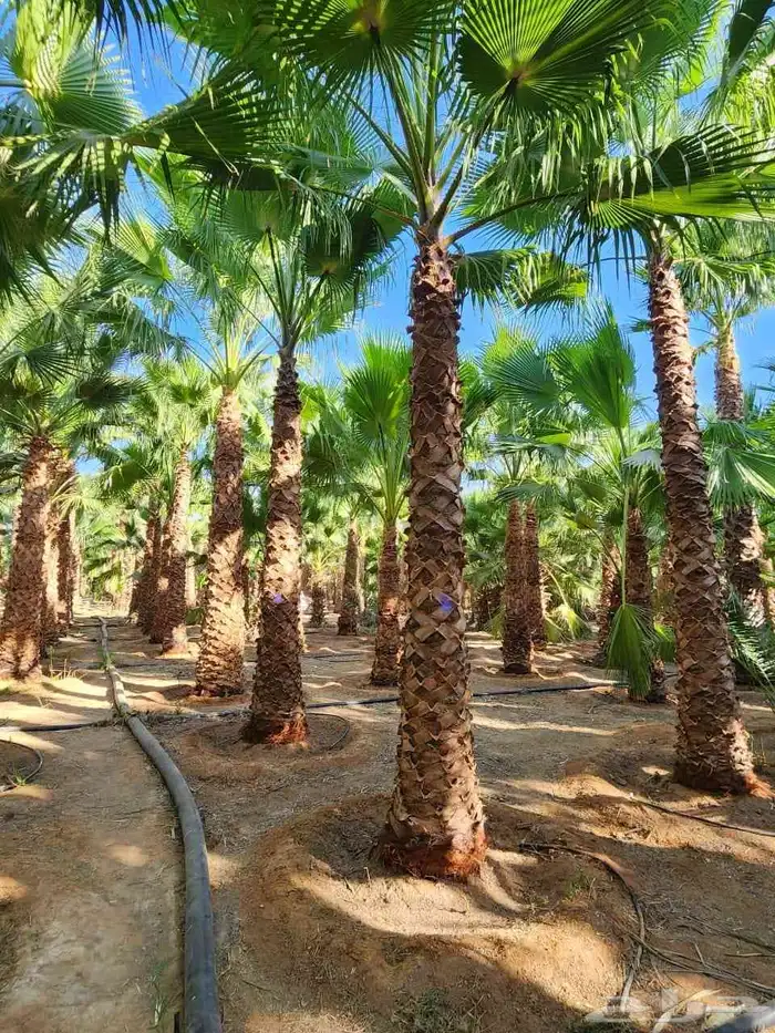 نخل وشنطني وعربي وبرحي وسكري بلدي 1