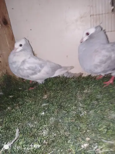 لبيع ثلاثه زواج حمام زوج صنعاني وزوج هزازي وزوج جوا index