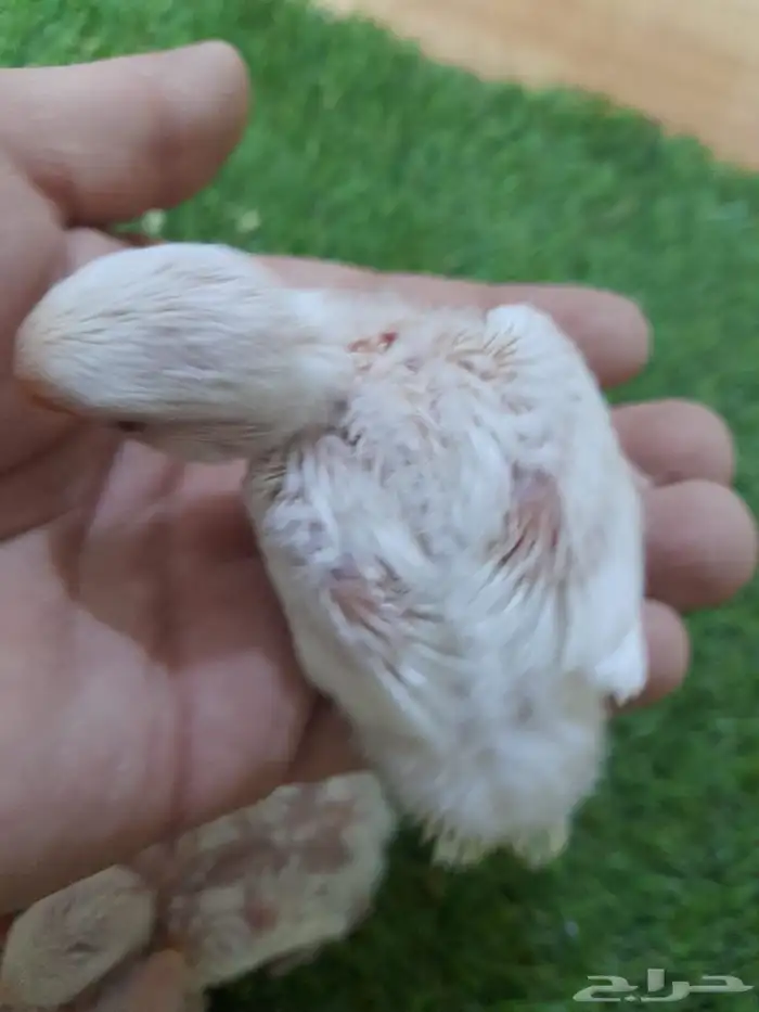 روز فروخ روز البينو غر(تم البيع) 8