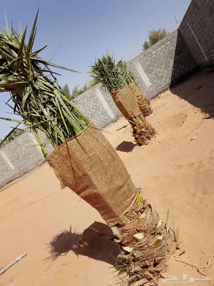 توريد وزراعة النخل الواشنطونيا ونخل العربي فسايل وتركيب شبوك 6