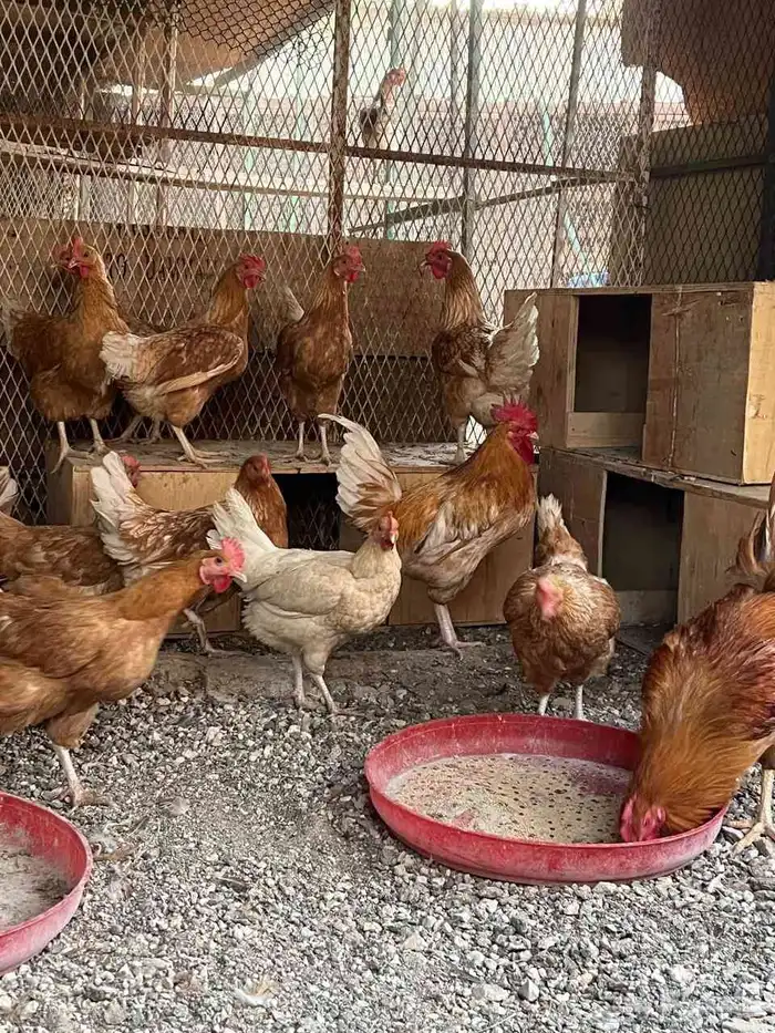 دجاج تركي بياض 2