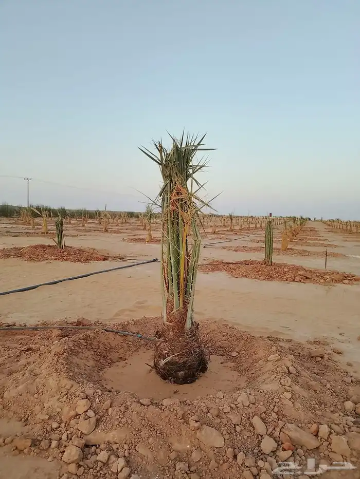 نخل القصيم نخلوطيب ومثمر على 6