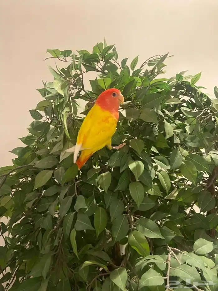 روز طفره مميز 0
