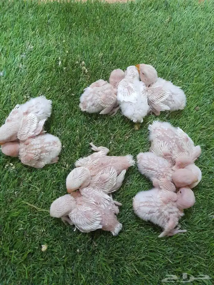 روز فروخ روز البينو غر(تم البيع) 0