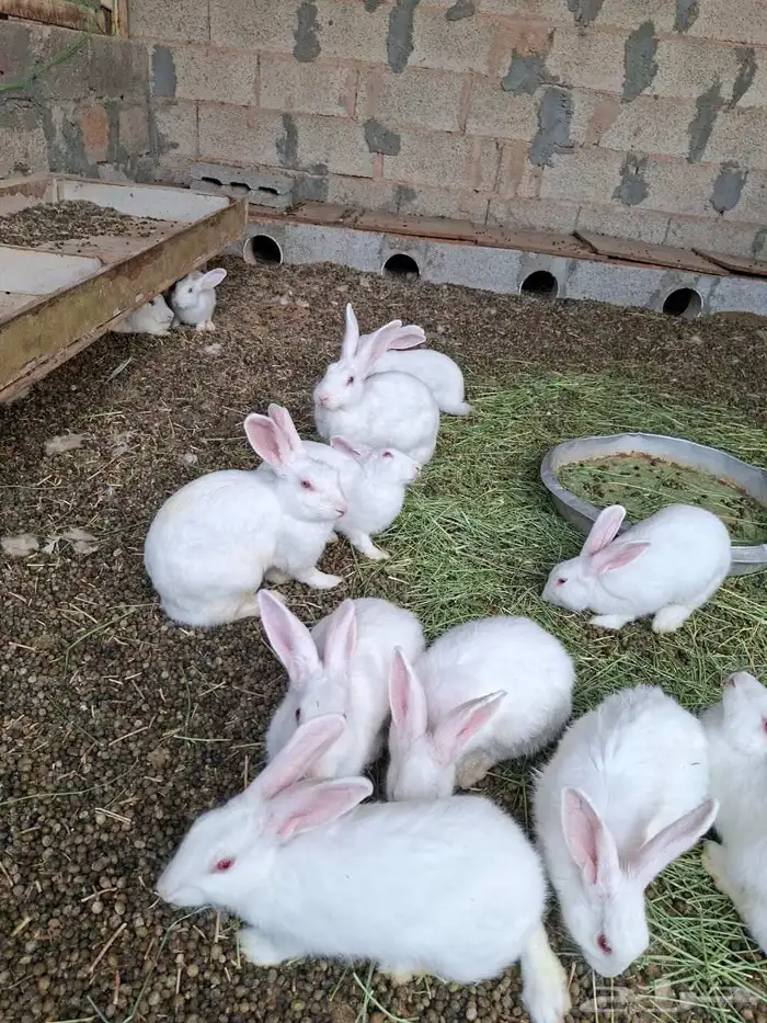 ارانب فرنسي 0