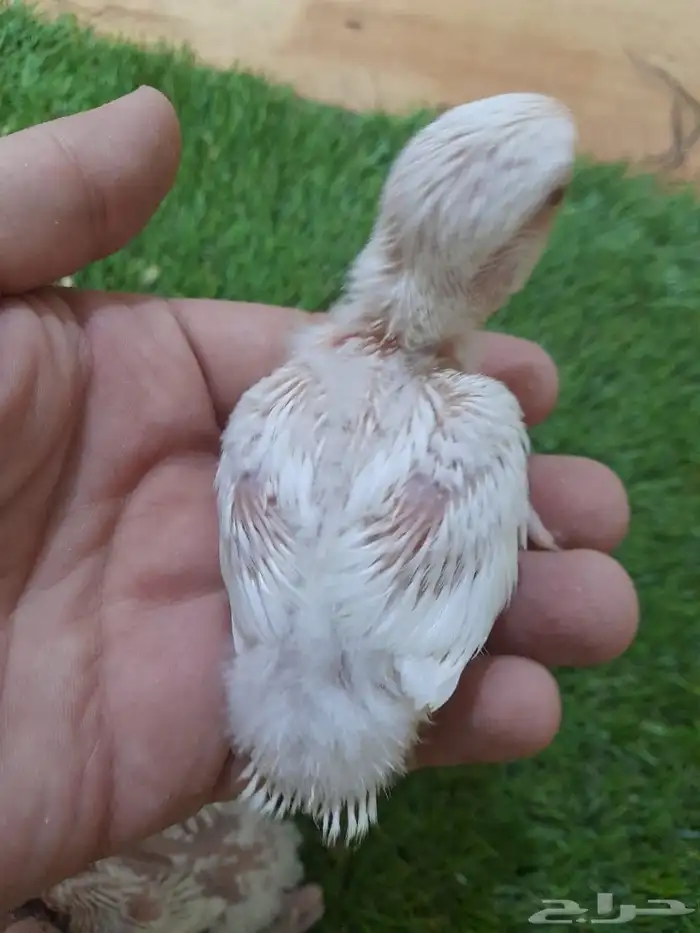 روز فروخ روز البينو غر(تم البيع) 12