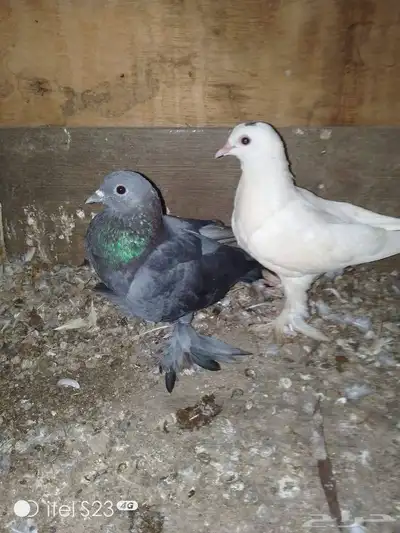 لبيع ثلاثه زواج حمام زوج صنعاني وزوج هزازي وزوج جوا index