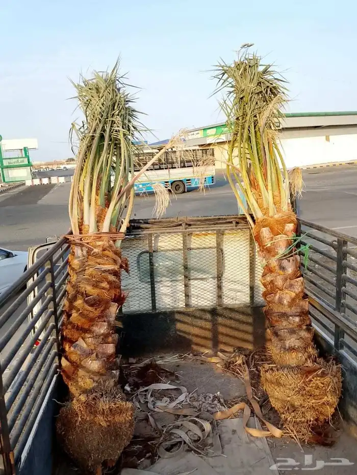 نخل أبو ناصر لتوريد وتركيب جميع انواع انخل المثمر وزينه 1