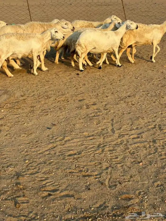 15 غنم حريات دفيع شرط على السونار 4