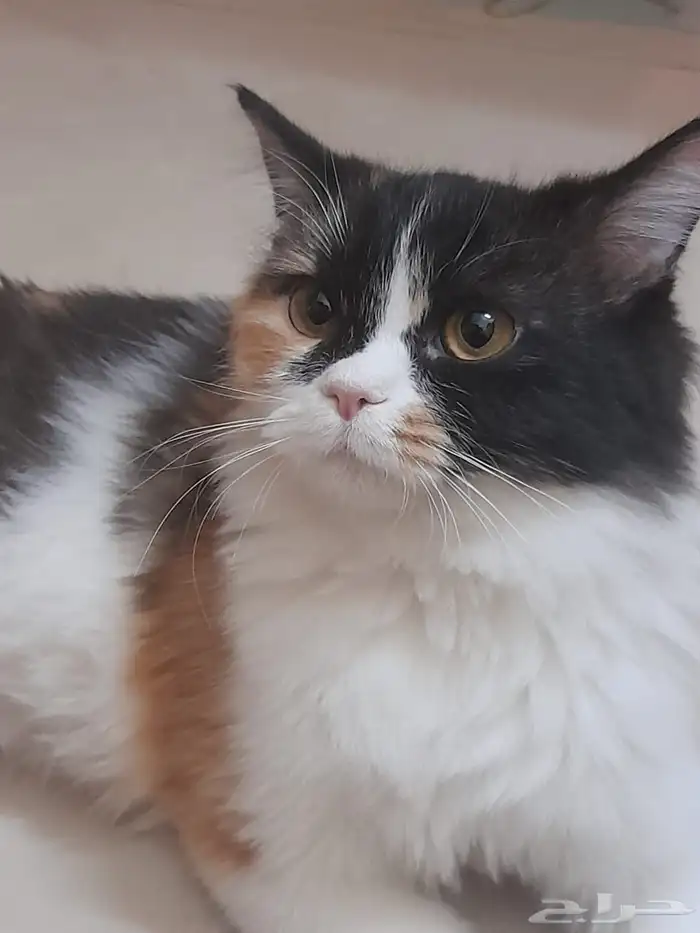 قطة عشر اشهر للتبني 1