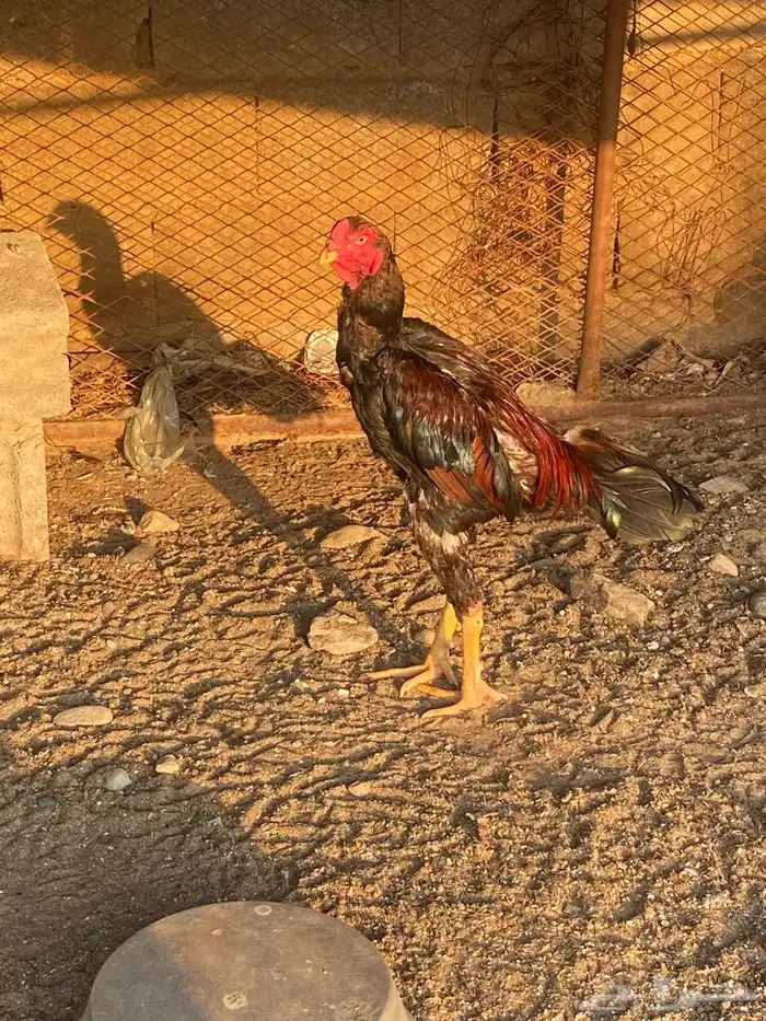 فحل بكستاني 1