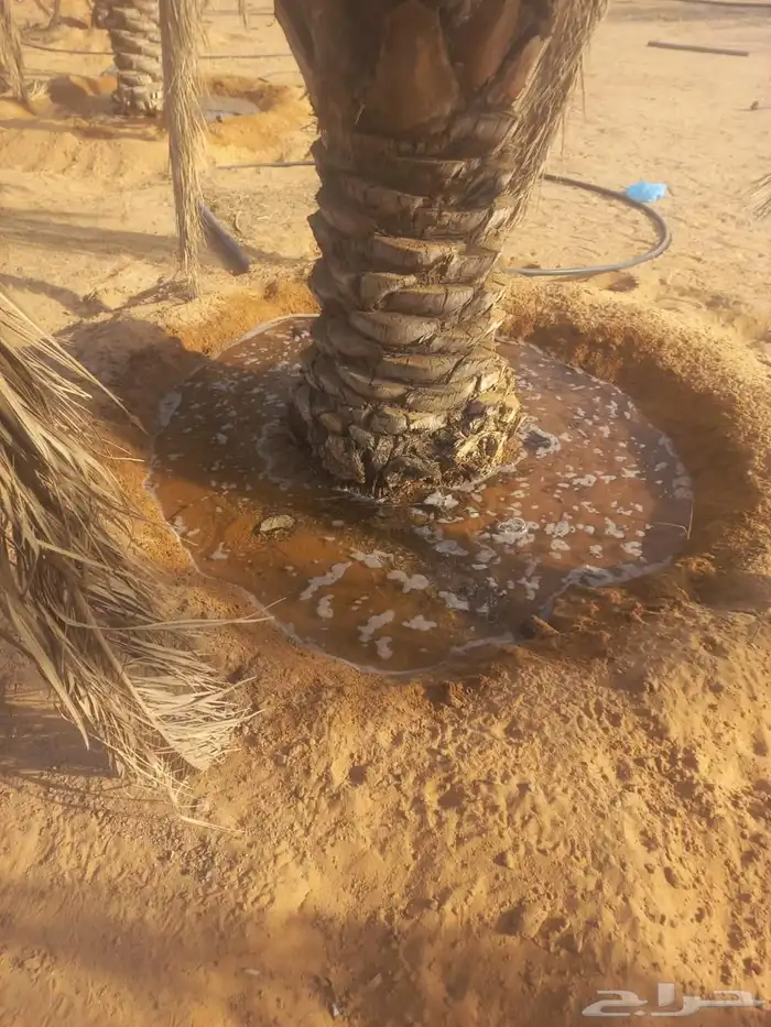 مزرعة واستراحة للبيع 39