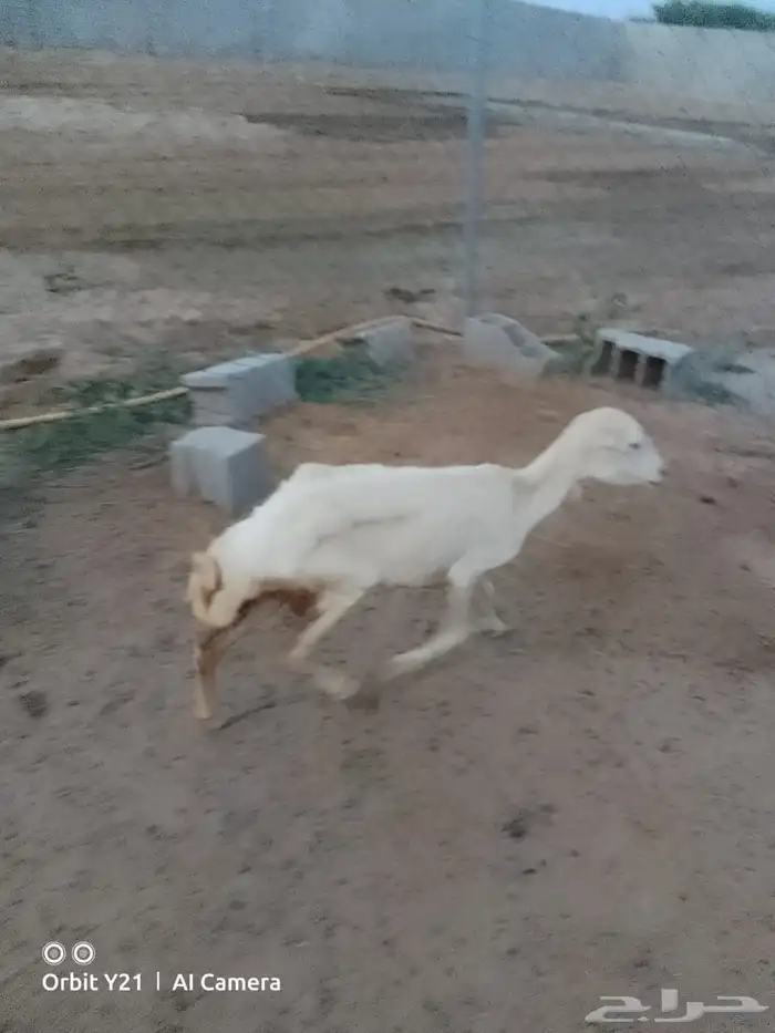 نعجة بلدي للبيع 1