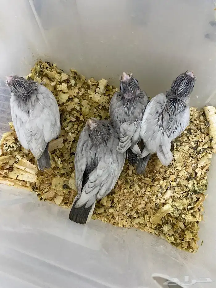 فروخ أميرالد وايت فيس أندر طفرات الكروان 0