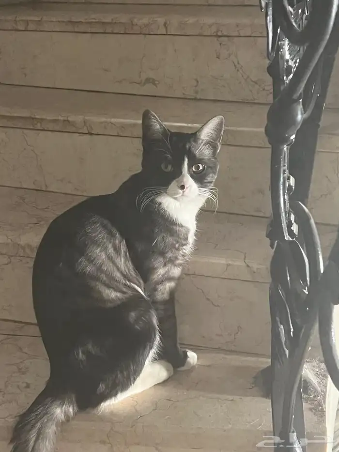 قط ذكر عمره 10 شهور 2