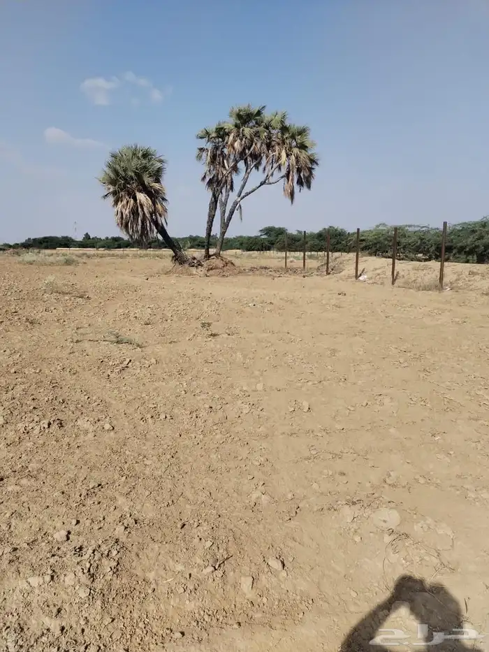 ارض زراعية للبيع جازان صبيا حلة مشاري فيديو و صور 4