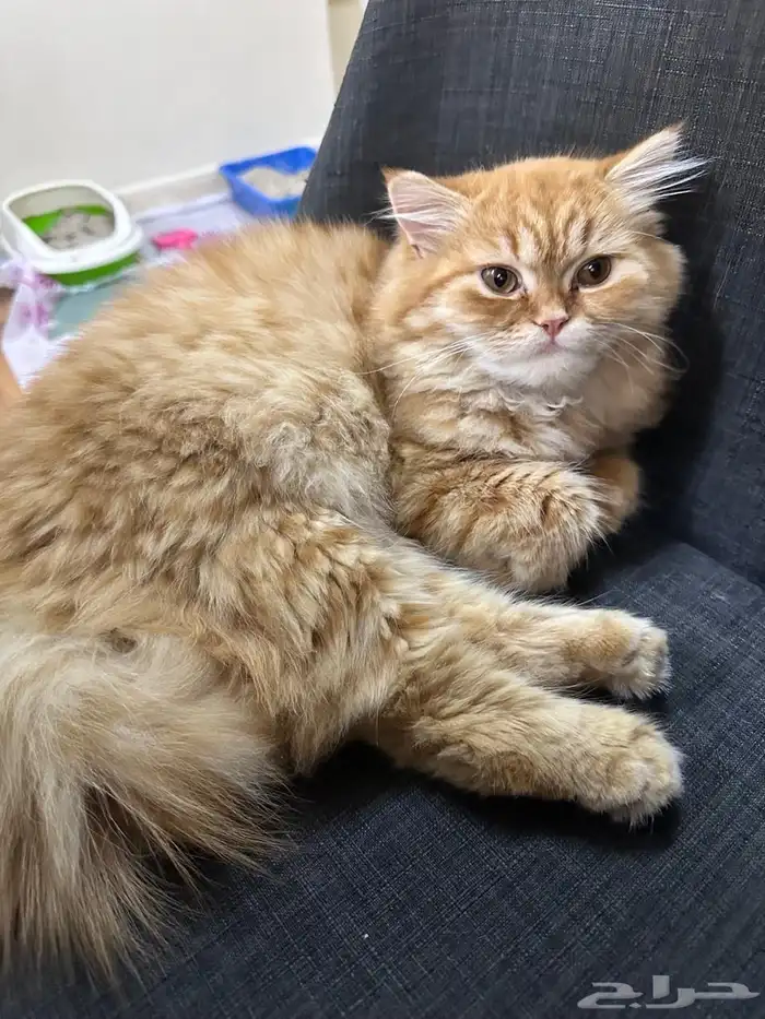 قطط لتبني 1