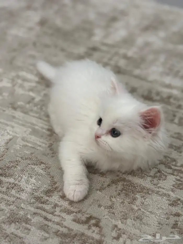 قطوة شيرازي للبيع 3