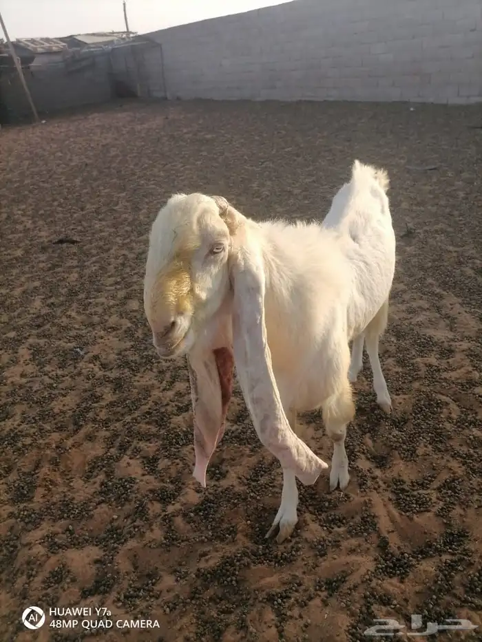 تيس فحل للبيع 3