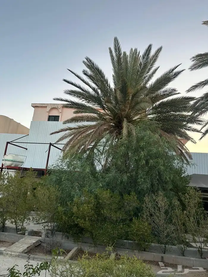 نخل للبيع 0