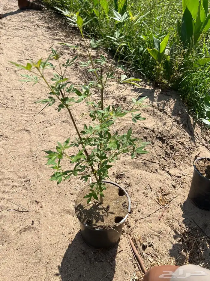 أشجار بسعر الجملة 16