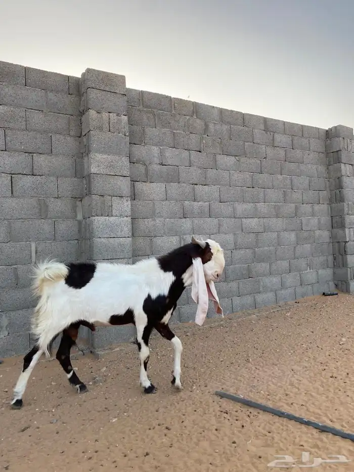 تيس فحل مشروك 3