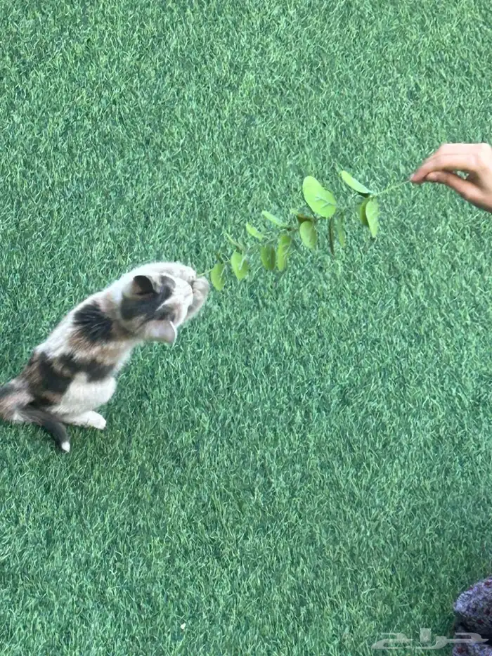 قطه للتبني 1