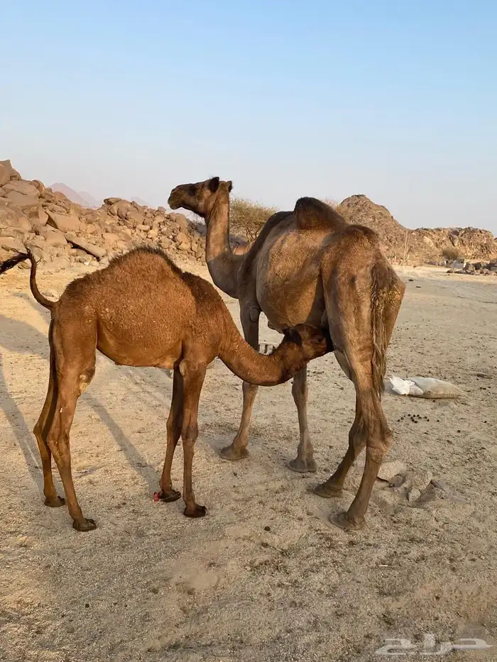 خلفه هديه حليب وافر سكر 3