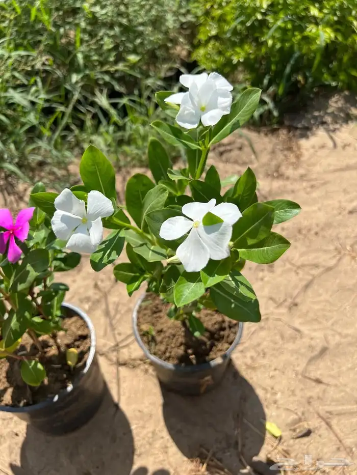 أشجار بسعر الجملة 14