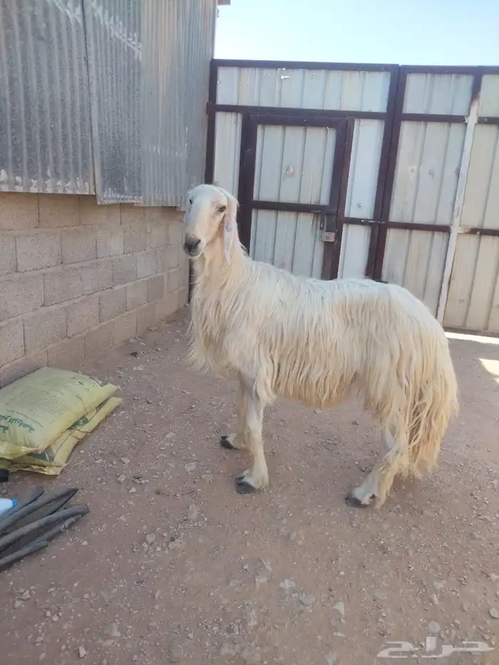 خروف نجدي عيسي فحل 1