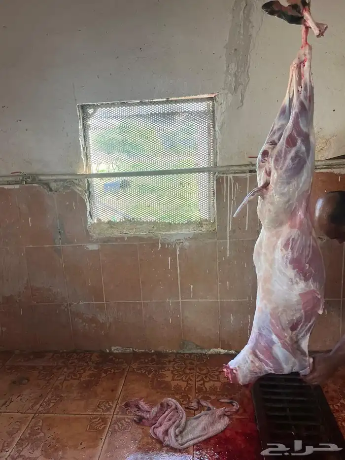 تيوس بلدي للبيع 5