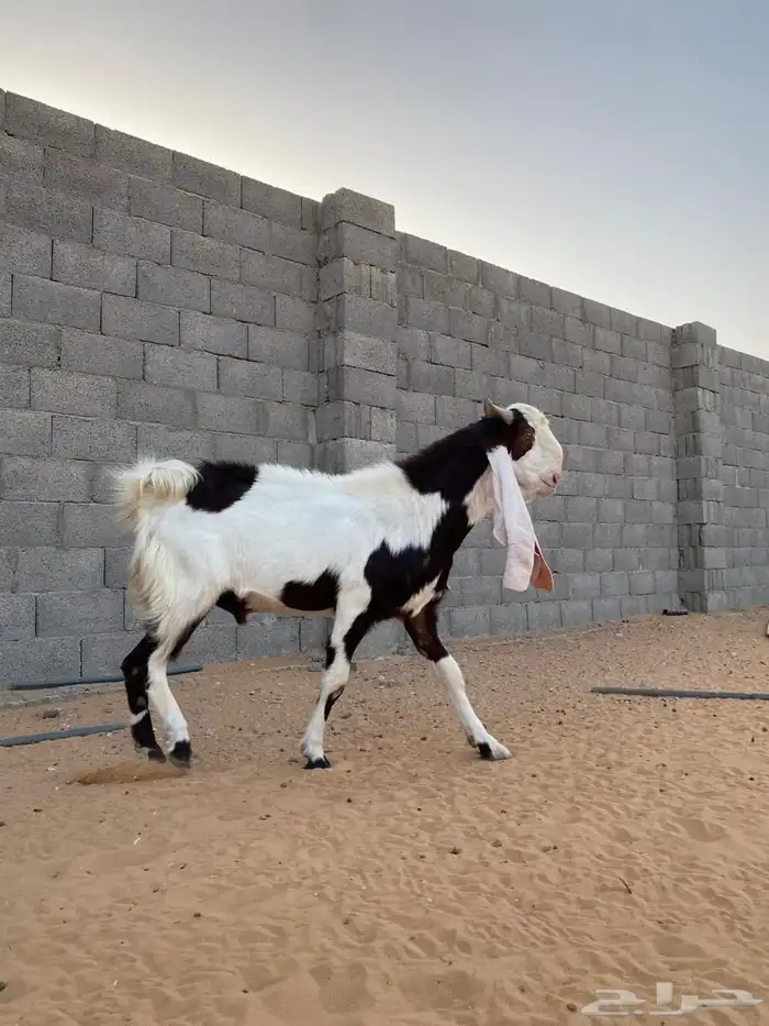 تيس فحل مشروك 2