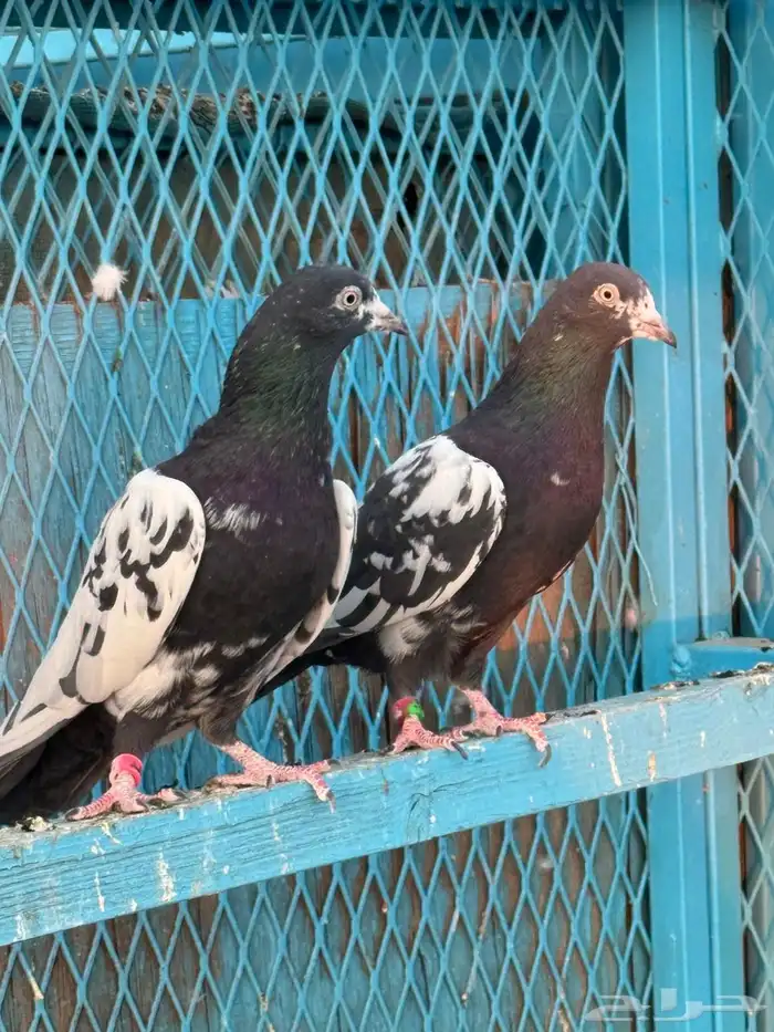 جوز رامبوري فاخر 2