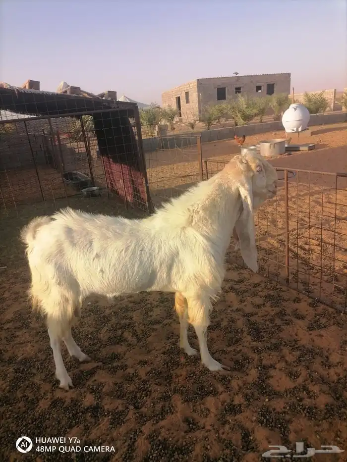 تيس فحل للبيع 1
